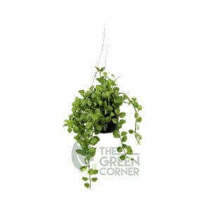 Dischidia oiantha Mini