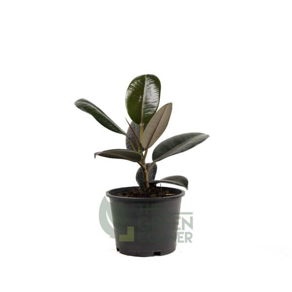 Ficus elastica Pot - 170mm