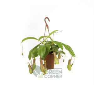 Nepenthes spp.