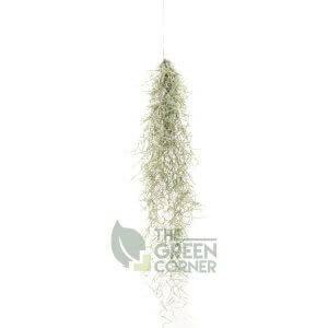 Tillandsia usneoides, Spanish Moss