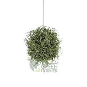 Tillandsia ionantha 'Rubra' Clump