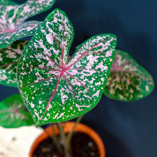 Caladium 'Carolyn Whorton' | Prince's Landscape Pte. Ltd.