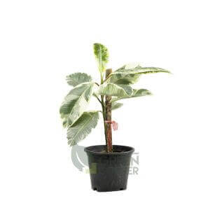 Ficus elastica Var.