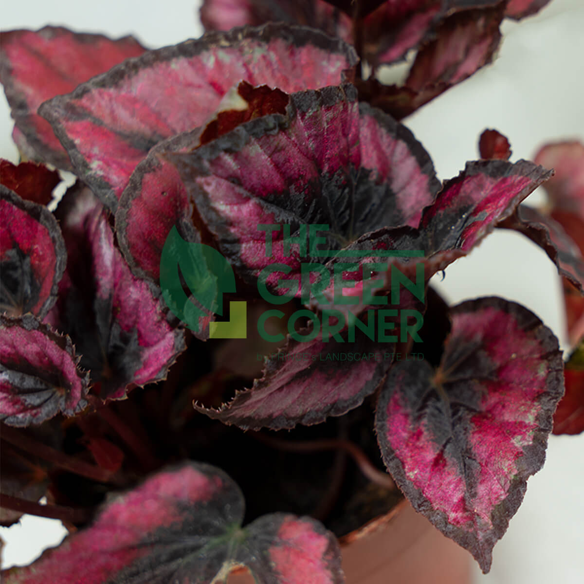 Begonia Rex 'Red Ruby' Pot 100mm Prince's Landscape Pte. Ltd.