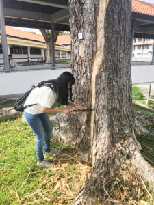 Professional Landscape Arborist