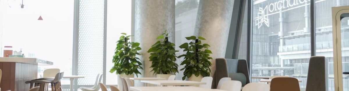 Corporate Plant Rental | The Body Shop - 1