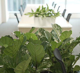 plants for corporate offices