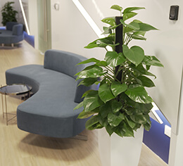 plants for office space