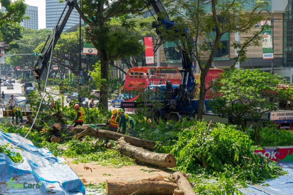 Tree Cutting, Pruning, Removal & Planting Services in Singapore