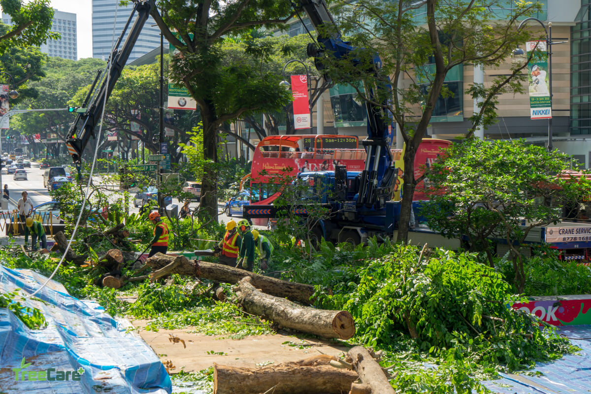 Tree planting Singapore