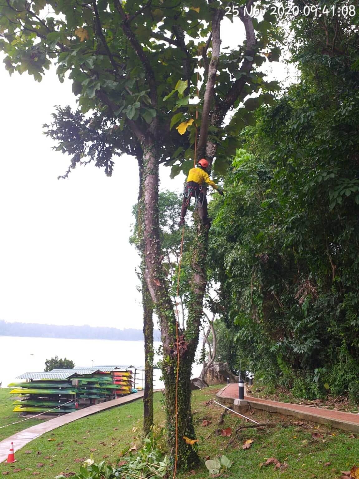 Tree Cutting, Pruning, Removal & Planting Services in Singapore