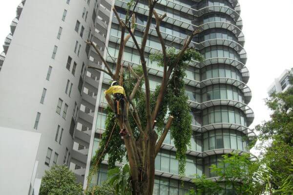 Tree Cutting, Pruning, Removal & Planting Services in Singapore