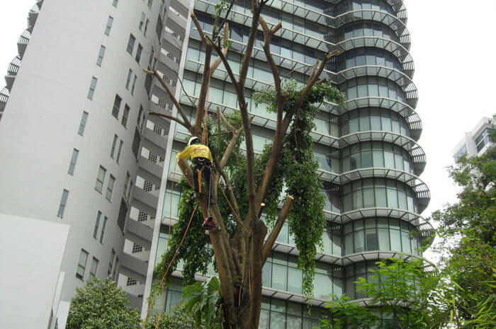 24/7 Emergency Tree Removal Services