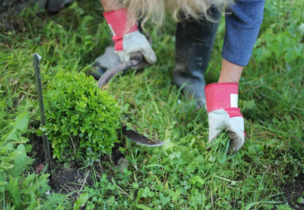 1 Grass Cutting Services in Singapore Expert Grass Cutter