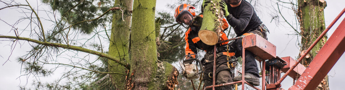 Life as a Landscape Arborist