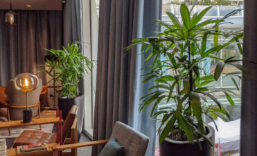 office plant care solutions Singapore, revive dying office plants, indoor plant maintenance workspace Singapore, healthy corporate greening services Singapore