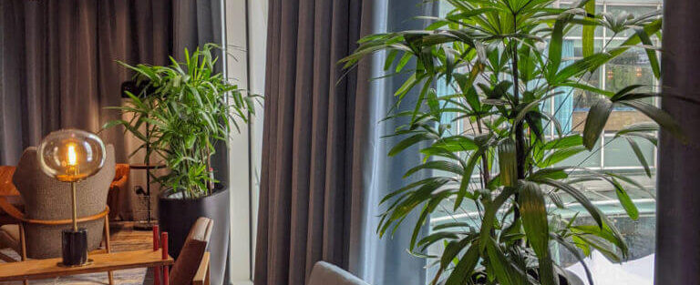 office plant care solutions Singapore, revive dying office plants, indoor plant maintenance workspace Singapore, healthy corporate greening services Singapore