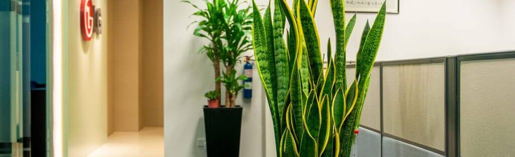 Large Office Plants