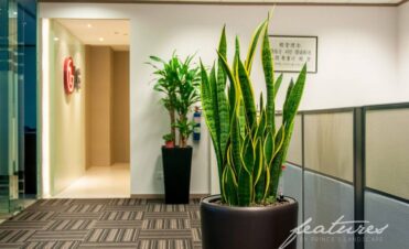 Large Office Plants