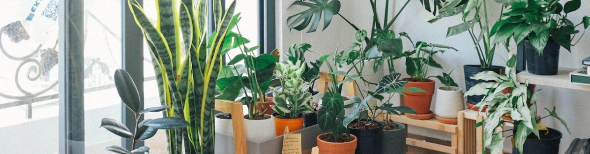 Indoor Plant Maintenance Services