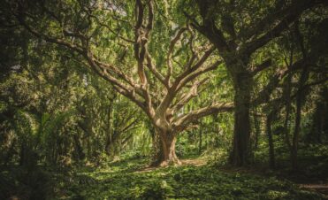 Complete Tree Service